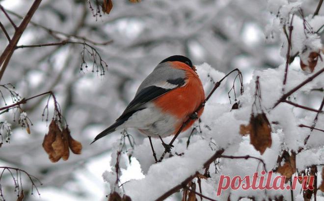 Февраль 2017 » Сад для всей семьи - практическое садоводство