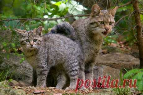 Wildkatze (Felis silvestris) - Naturbild-Galerie: Wildkatze - Fokusnatur Naturfotografie