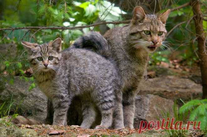 Wildkatze (Felis silvestris) - Naturbild-Galerie: Wildkatze - Fokusnatur Naturfotografie