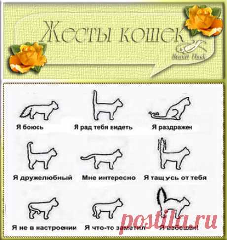 Как понять кошку