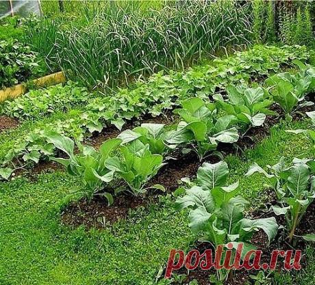 САД, ЦВЕТНИК И ОГОРОД / ДАЧА. Хитрости для дачников и огородников