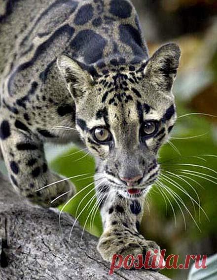 Clouded Leopard - Rare Asian Cat with Cloud Spots | Animal Pictures and Facts | FactZoo.com