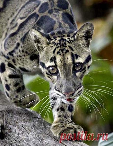 Clouded Leopard - Rare Asian Cat with Cloud Spots | Animal Pictures and Facts | FactZoo.com