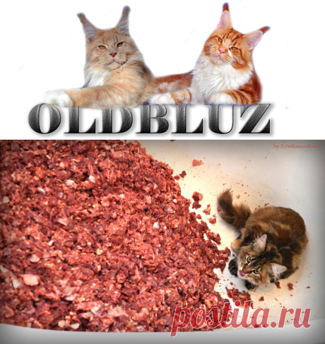 Kunina kashka - OLDBLUZ*RU - питомник мейн-кунов в Челябинской области