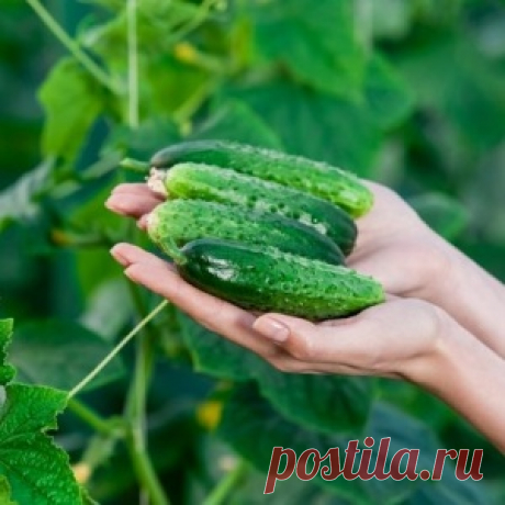 7 причин плохого урожая огурцов