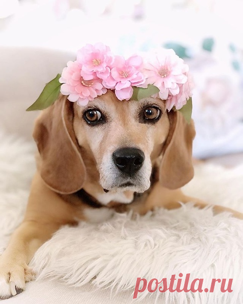 …А чудеса происходят.
С каждым из нас они случаются, можно сказать, каждый день.
Маленькие, крохотные и будничные чудеса.
Но мы их больше не видим.
И уж тем более не благодарим за них.
А ведь у каждого чуда, не важно, что это –
хорошая погода или вкусный ужин, есть автор, который наверняка был бы очень рад, если бы мы в ответ на его заботу просто сказали такое короткое, но одно из самых важных и дорогих слов в мире – простое «спасибо».
И насколько чаще случались бы с нами ...