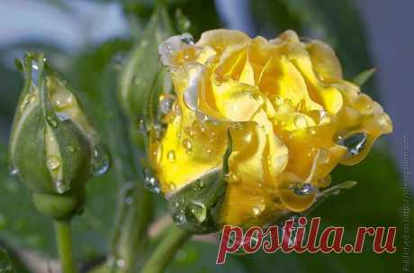 ROSES |