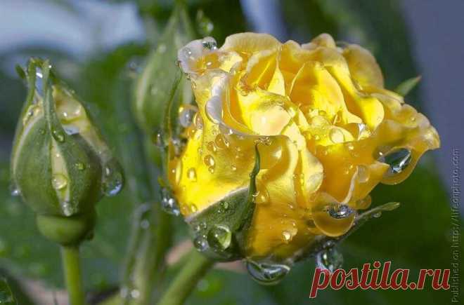ROSES |