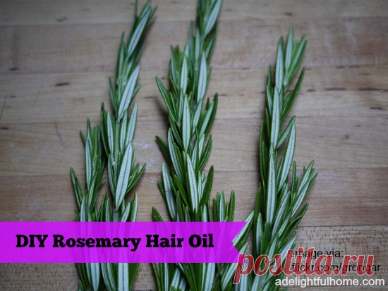 DIY Rosemary Hair Oil - A Delightful Home Rosemary is great for hair. Rosemary had been known to invigorate the scalp, stimulate hair growth, and soothe itchy skin. This makes it a great addition to hair and scalp treatments. One easy way to utilize the benefits of rosemary is to make rosemary oil. Rosemary oil is very simple to prepare. I’ll give you two methods. Both are easy, one takes a little more patience. How to Make Rosemary Hair Oil Method One: In a clean jar add ...