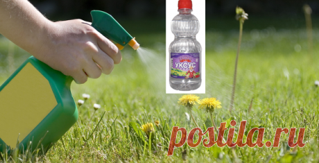Белый уксус - незаменимый помощник садовода-огородника. Борьба с сорняками и грибковыми заболеваниями | Любимая Дача | Яндекс Дзен