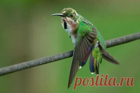 Grünbrustmangokolibri (Anthracothorax prevostii) - Naturbild-Galerie: Kolibris - Fokusnatur Naturfotografie