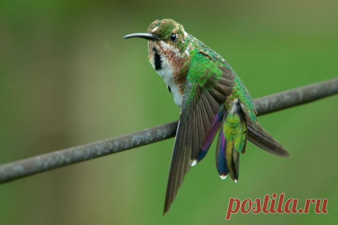 Grünbrustmangokolibri (Anthracothorax prevostii) - Naturbild-Galerie: Kolibris - Fokusnatur Naturfotografie