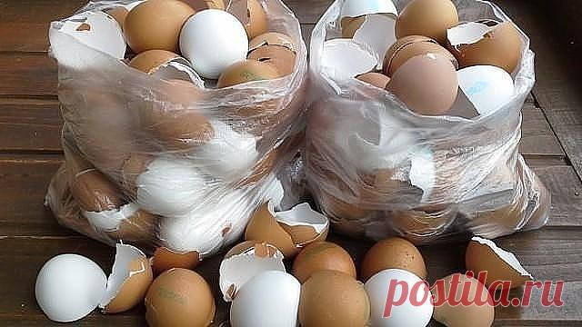 ЛЕКАРСТВА ИЗ… ПРОДУКТОВЫХ ОТХОДОВ
Каждый день мы, сами того не подозревая, выбрасываем в мусорное ведро весьма действенные лекарства. Речь идет о самых обычных отходах, остающихся после приготовления пищи, — многие из них могут принести пользу здоровью.

ЯИЧНАЯ СКОРЛУПА полезна при ломкости ногтей, кровоточивости десен, астме, артритах, остеопорозе, костных травмах, ревматизме, крапивнице, запоре, бессоннице. Следует добавлять скорлупу в пищу беременным женщинам, а также д...