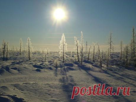 СВОЯ ПРЕЛЕСТЬ