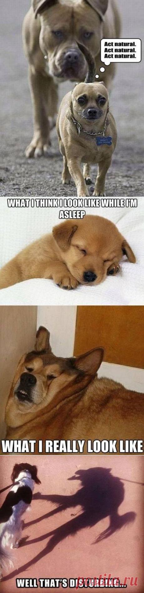 25 funny dogs for you! | Shining world