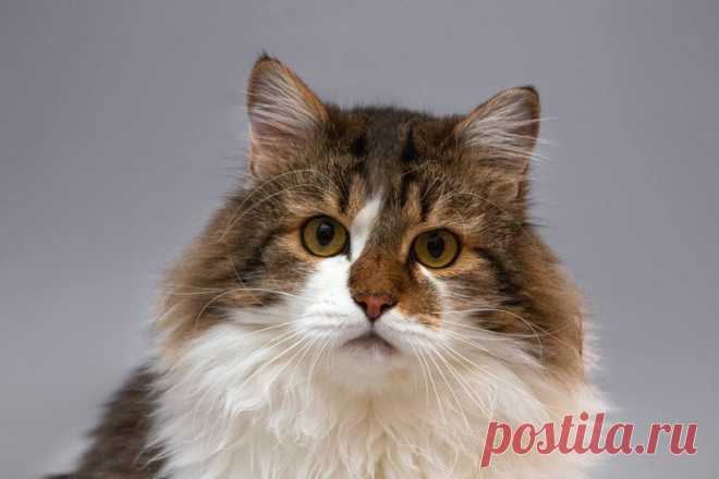 Котик Симон в добрые руки. Москва – ПОДАРИ НАДЕЖДУ, пользователь Ольга Бавилина | Группы Мой Мир