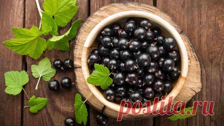 От высокого сахара и для долголетия: польза черной смородины