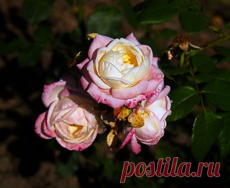 РОЗАРИЙ ботанического сада.Питер - 60 фото. Фотографии Ирина *************.