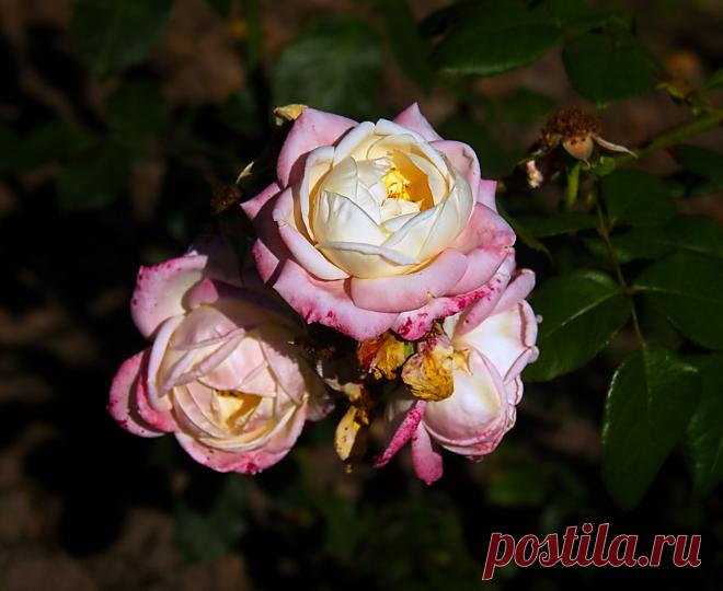 РОЗАРИЙ ботанического сада.Питер - 60 фото. Фотографии Ирина *************.