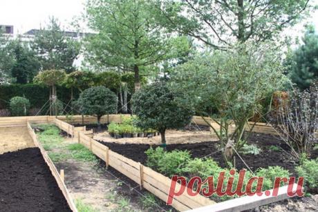 Пересадка вишни осенью на новое место: сроки, как посадить