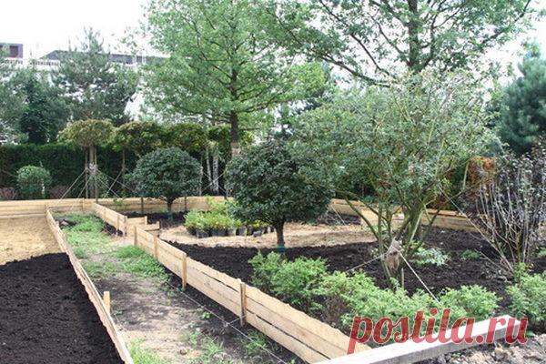 Пересадка вишни осенью на новое место: сроки, как посадить