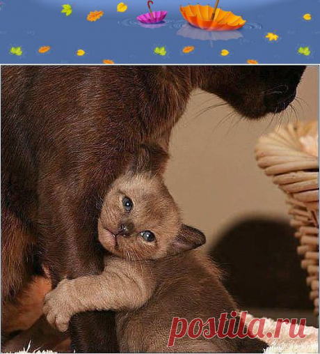 Одноклассники