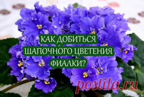 Как добиться шапочного цветения фиалки Наверное, ни одного цветовода не оставит равнодушным фиалка, у которой цветоносы возвышаются над листьями, закрывая большую их часть. У многих любителей фиалок, зачастую, не получается добиться такого цветения шапочного цветения. А происходит это потому, что нужнособлюдать некоторые...