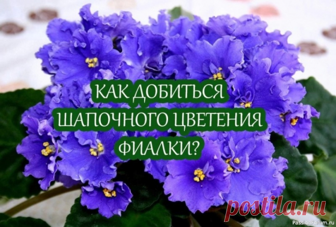 Как добиться шапочного цветения фиалки Наверное, ни одного цветовода не оставит равнодушным фиалка, у которой цветоносы возвышаются над листьями, закрывая большую их часть. У многих любителей фиалок, зачастую, не получается добиться такого цветения шапочного цветения. А происходит это потому, что нужнособлюдать некоторые...