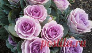 Декоративная капуста | КРАСИВЫЕ ИДЕИ ДЛЯ САДА