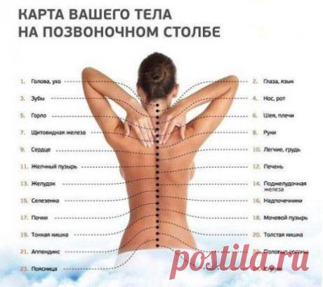 Карта вашего тела на позвоночном столбе.