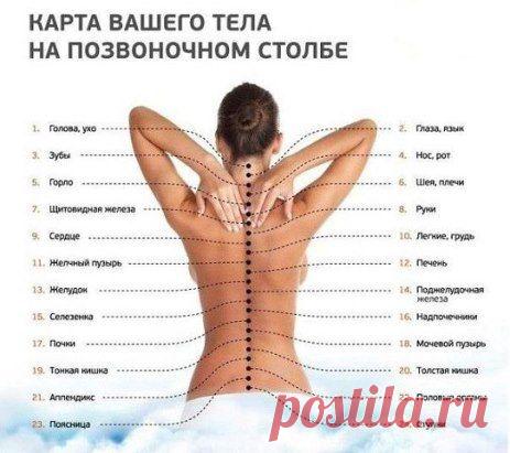Карта вашего тела на позвоночном столбе.