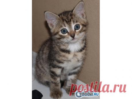 Подарю / Отдам симпатичных котят в добрые руки! на "Cтобой"