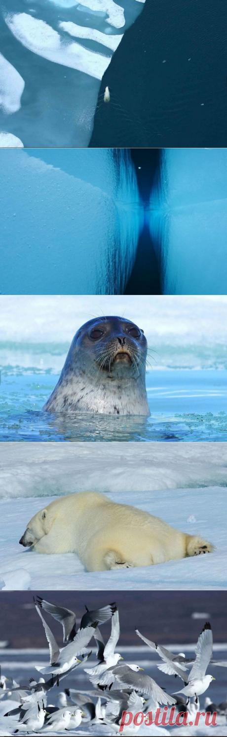 Обитатели ледяного покрова — Наука и жизнь