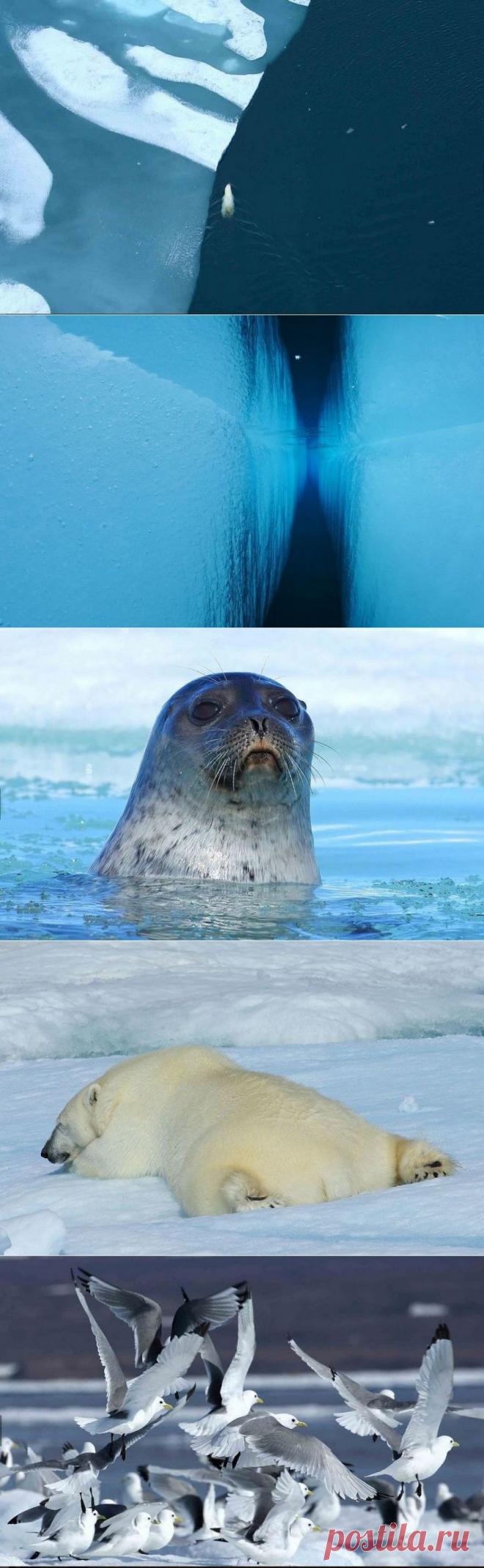 Обитатели ледяного покрова — Наука и жизнь