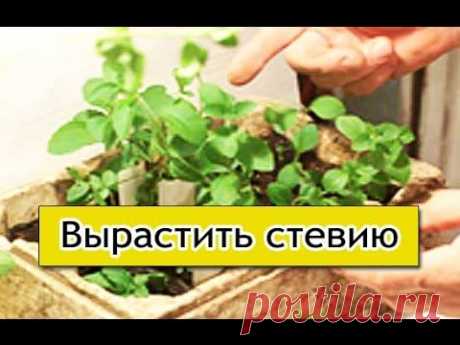 Стевия - видео о выращивании медовой травы