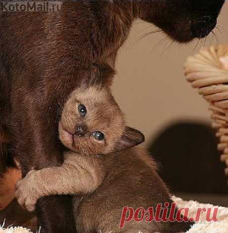 Возле мамочки лучше всего
