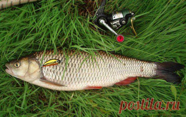 Ловля голавля / Богатая добыча