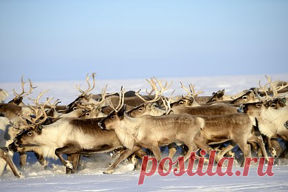 Ямальские олени первыми в России получат чипы отечественной разработки. Оленям в Ямало-Ненецком автономном округе (ЯНАО) установят специальные чипы отечественной разработки. Эта разработка в сфере животноводства будет применена в России впервые. Новая технология с RFID-метками позволяет считывать данные бирки с трех метров. Благодаря этому становится возможным групповой учет животных.