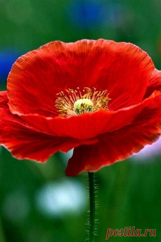 Пин на доске яМАКИ