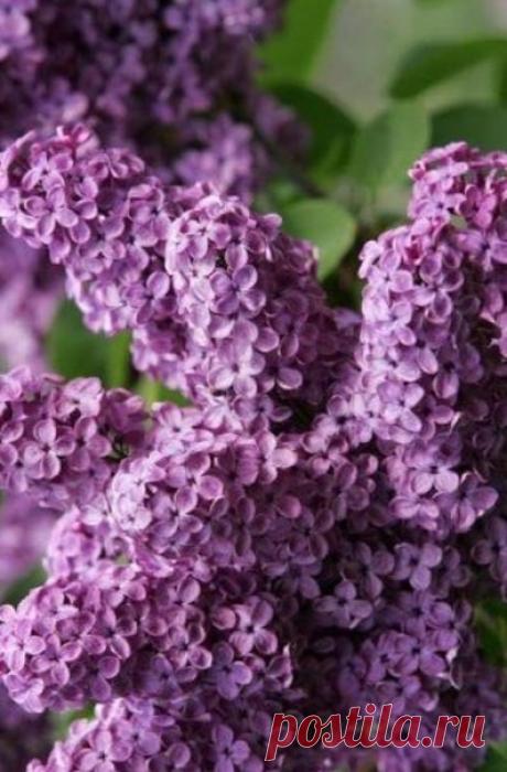 (99+) Одноклассники