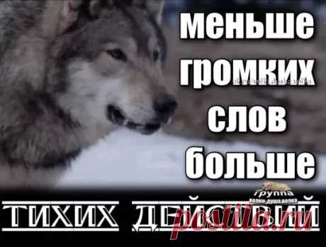 Меньше громких Больше тихих действий волчья: 1 тыс изображений найдено в Яндекс.Картинках