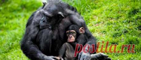 Пуси-пуси юмор для девушек и женщин. Картинки с юмором прикольные. Подборка  №ofigennaja-pusi-22280525052020 | Офигенная