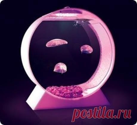 Надоели рыбки? Заведите медуз!