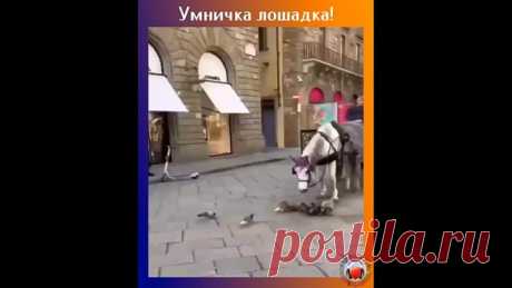 Лошадь кормит голубей!