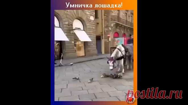 Лошадь кормит голубей!