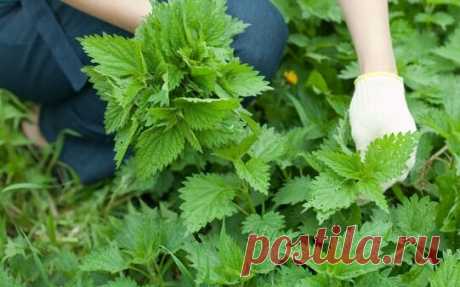 Что я каждый год кладу в лунку с огурцами при посадке и получаю богатый урожай в сезоне | Мой сад и огород | Яндекс Дзен