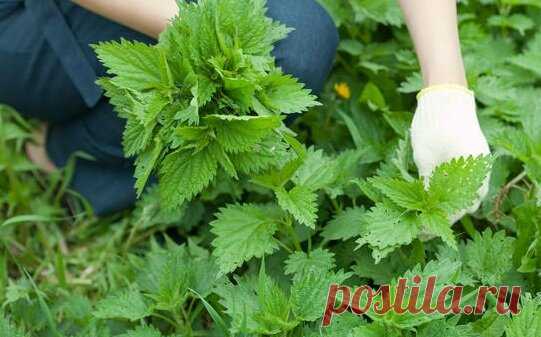 Что я каждый год кладу в лунку с огурцами при посадке и получаю богатый урожай в сезоне | Мой сад и огород | Яндекс Дзен