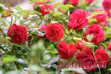 Как омолодить кусты роз с помощью соды