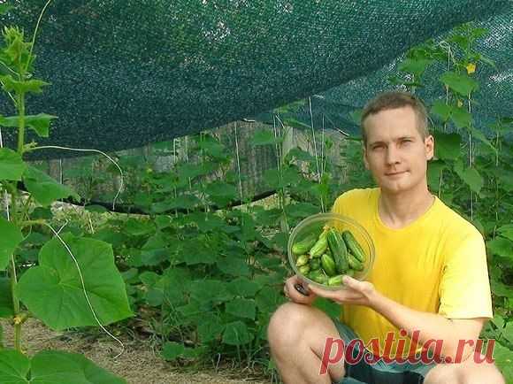 Эффект затеняющей сетки на огурцах