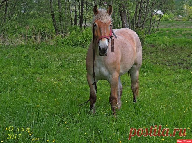 Фото: Тяжеловоз. Фотолюбитель---путешественник Олик ))). Фото животных - Фотосайт Расфокус.ру